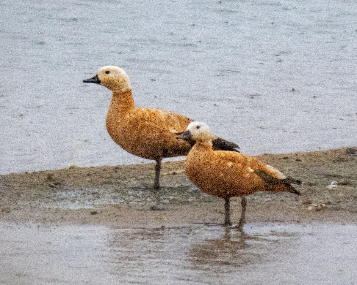 Ruddy Shelduck - ML643031384