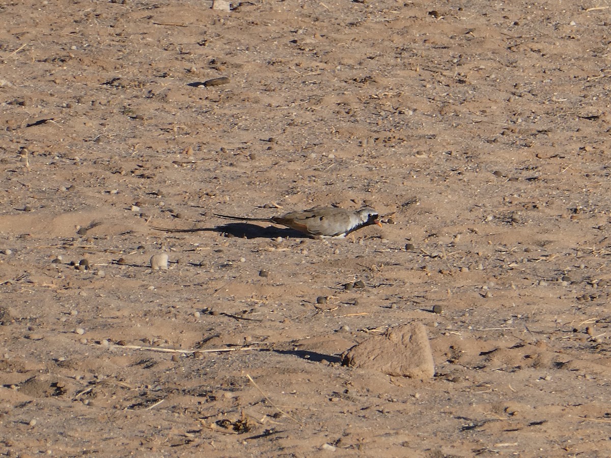 Namaqua Dove - ML643031404