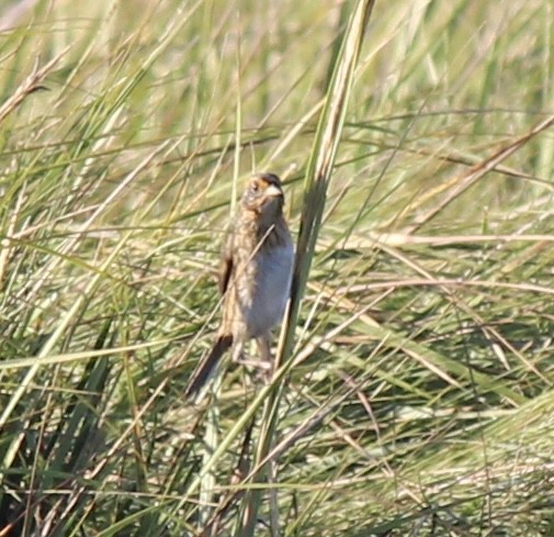Saltmarsh Sparrow - ML643031443