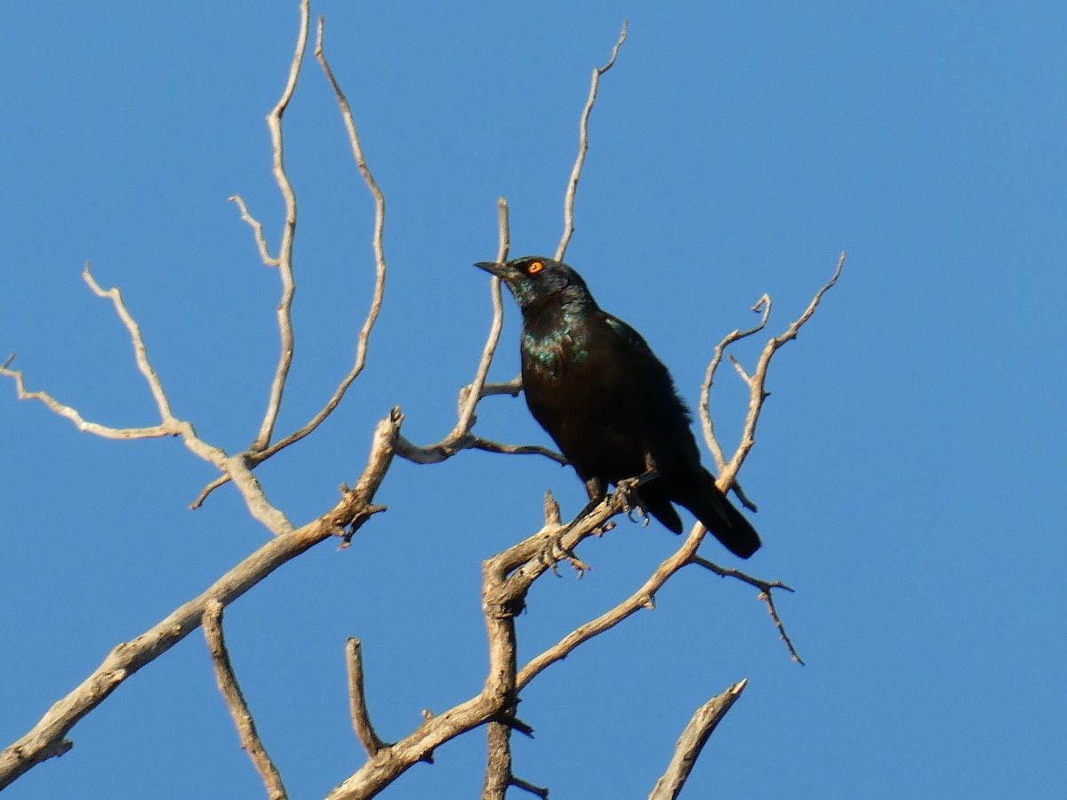 Cape Starling - ML643031449