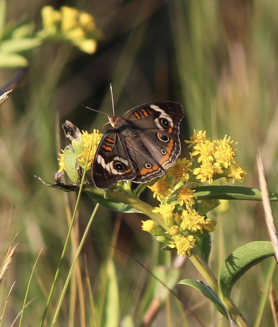 Animals - ML643031456