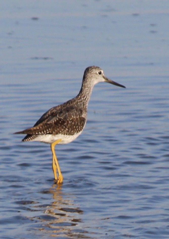 Greater Yellowlegs - ML643031459