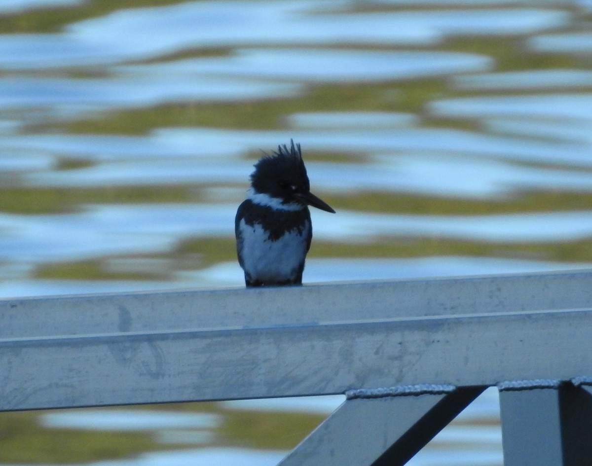 Belted Kingfisher - ML643031474