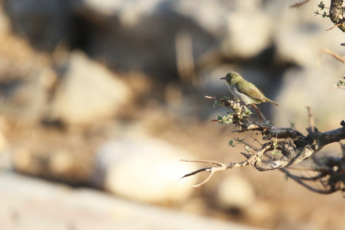 sitronbrillefugl - ML643031498