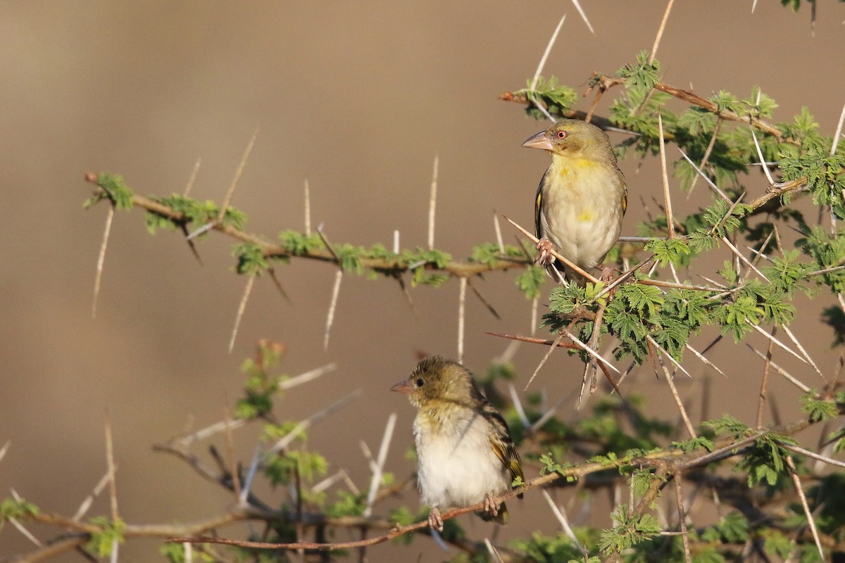 Rüppell's Weaver - ML643031513