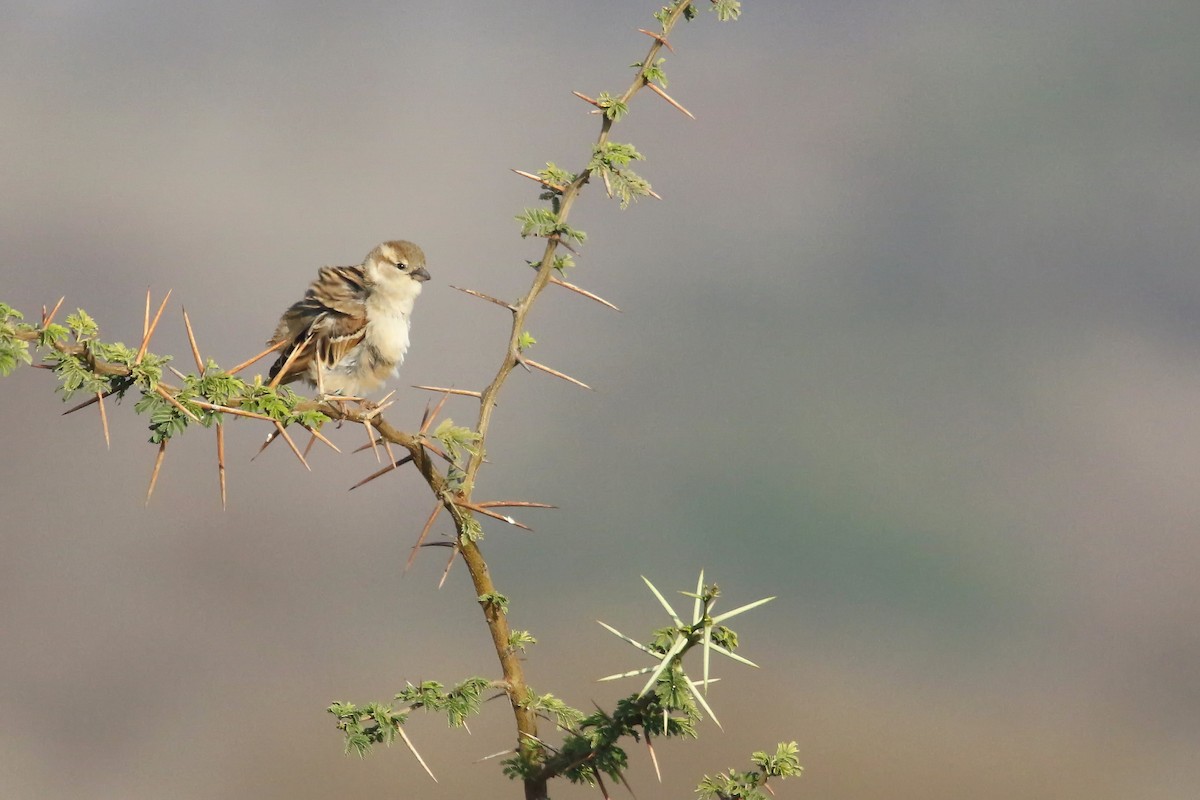 African Silverbill - ML643031527