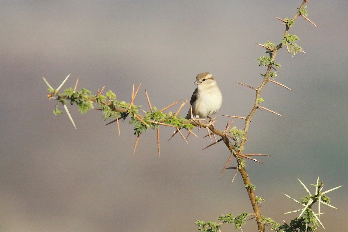 African Silverbill - ML643031528