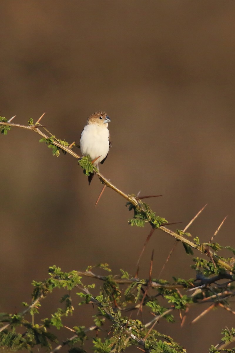 African Silverbill - ML643031529