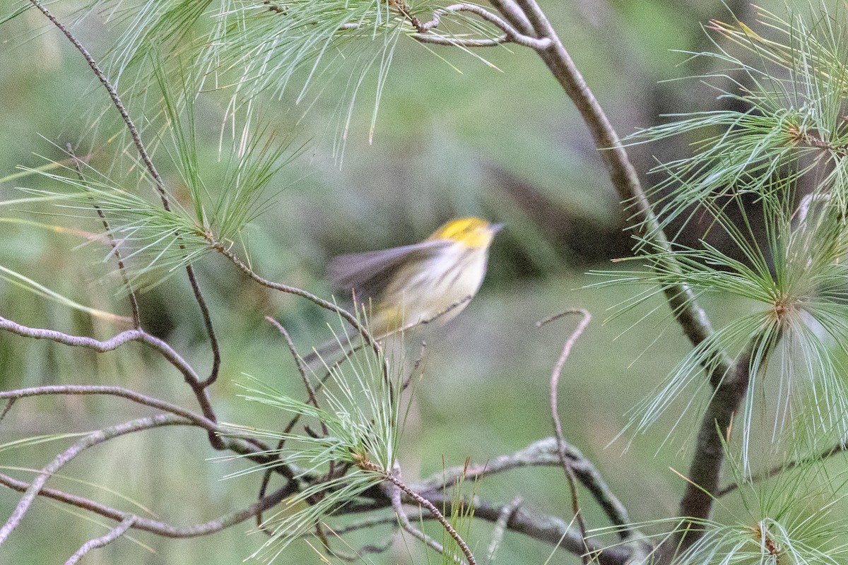 Black-throated Green Warbler - ML643031530
