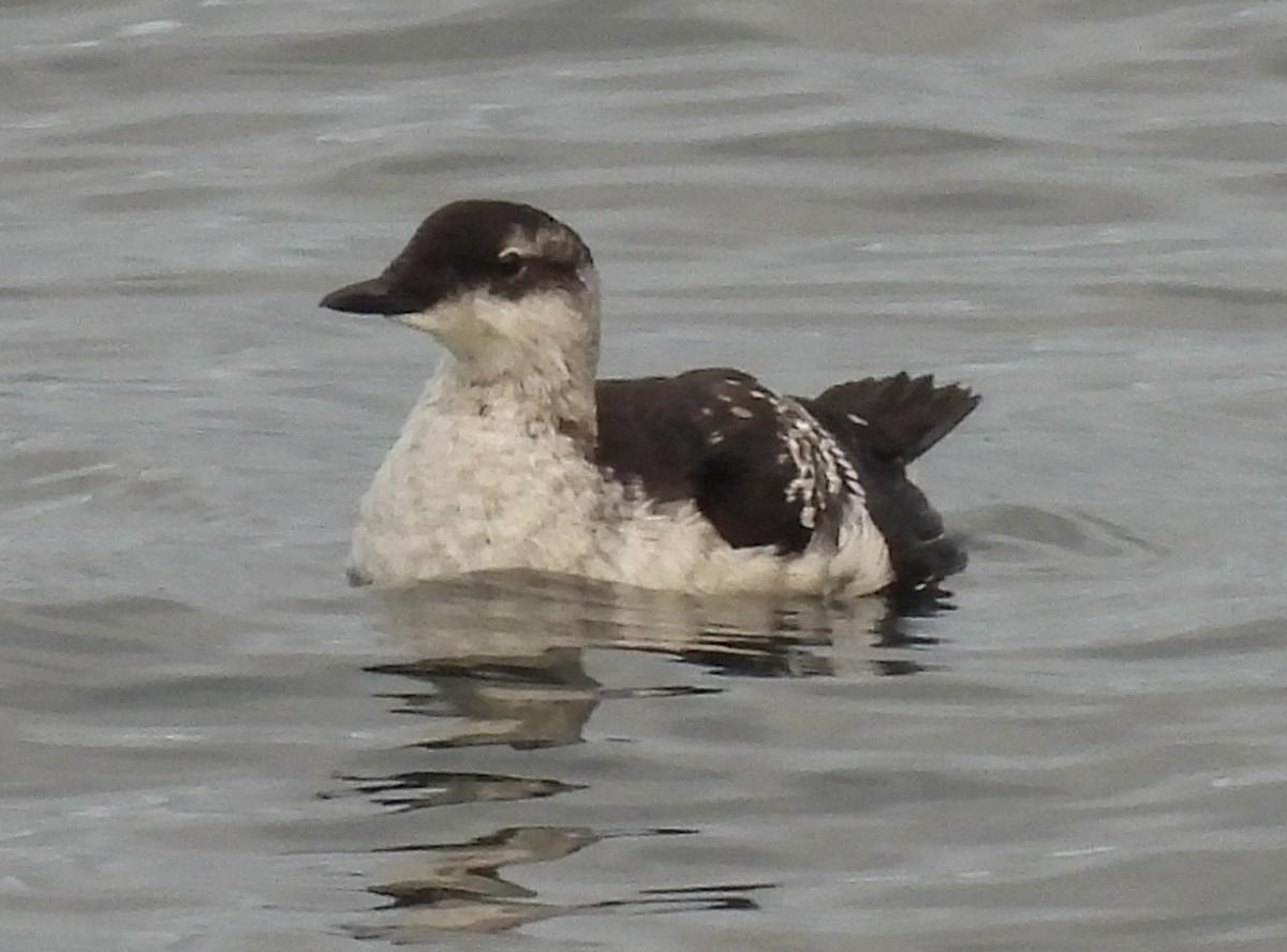 Black Guillemot - kenneth lipshy