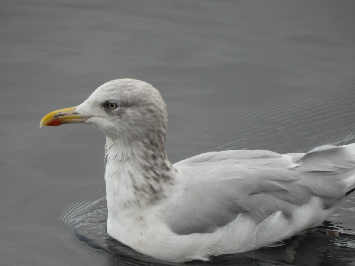 Gabbiano reale nordico - ML643031580