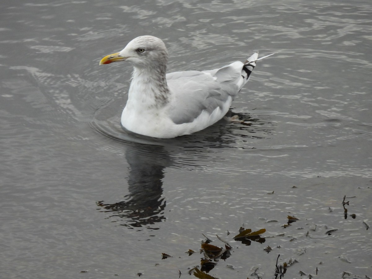 Gabbiano reale nordico - ML643031582