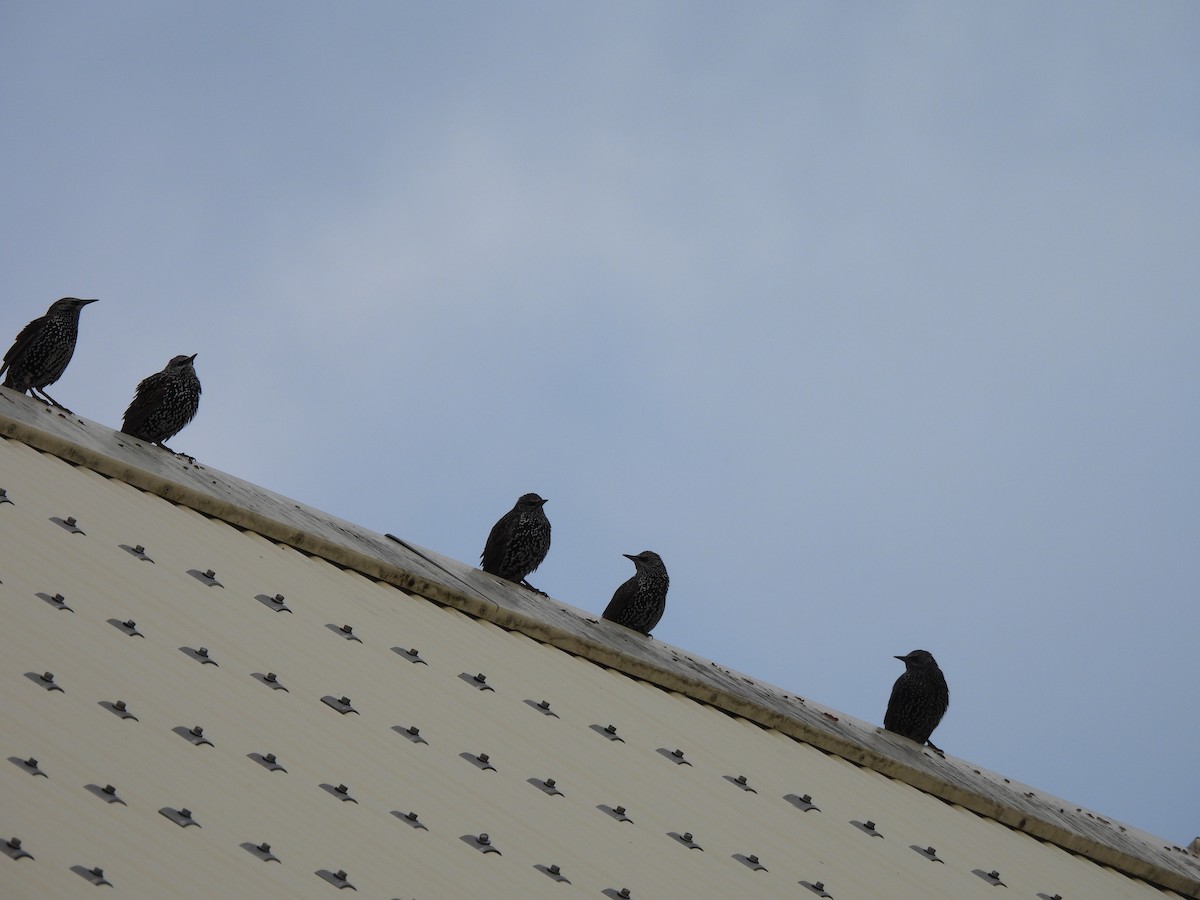 Storno - ML643031591