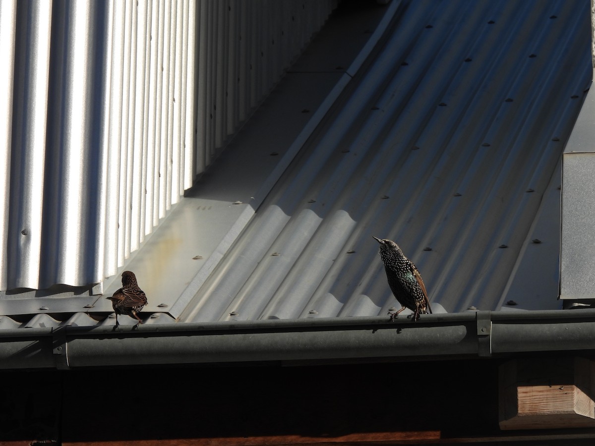 Storno - ML643031592