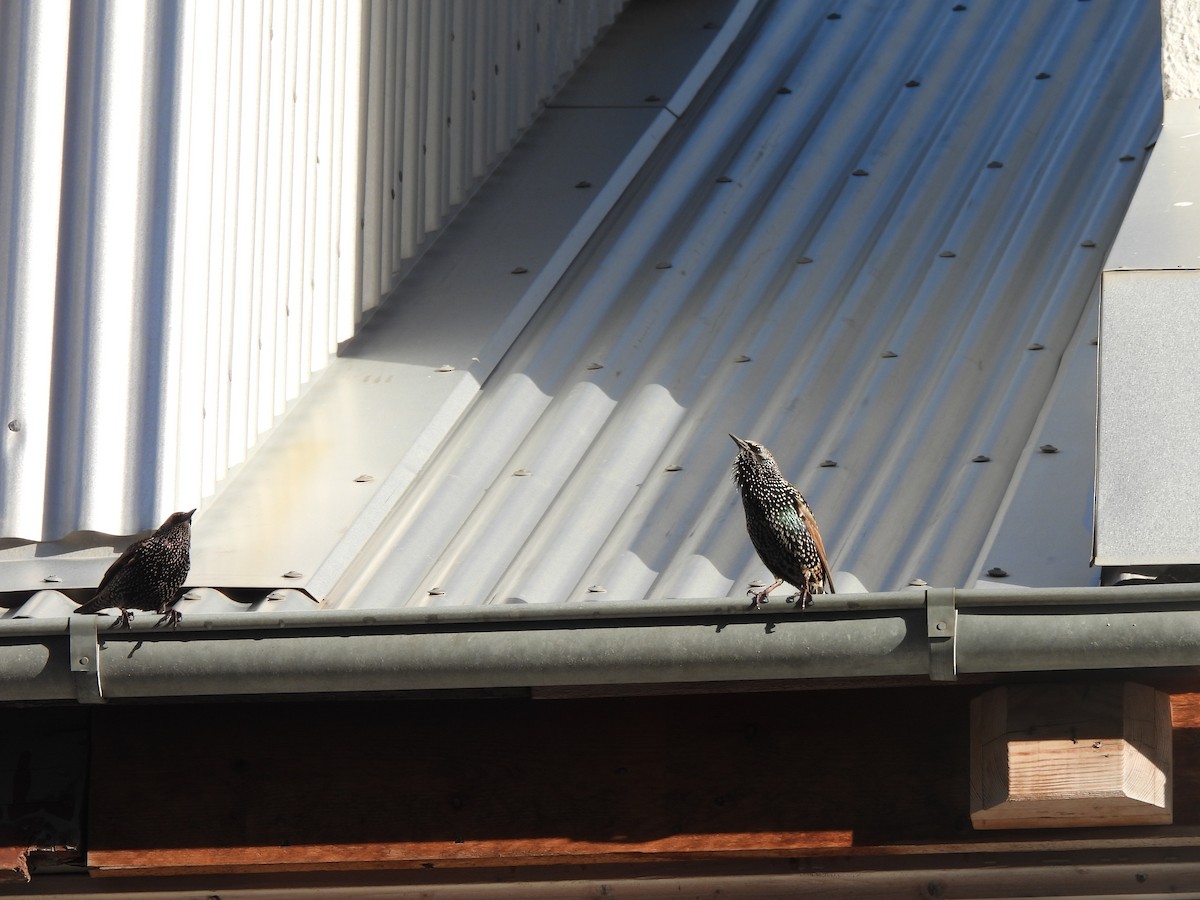 Storno - ML643031593