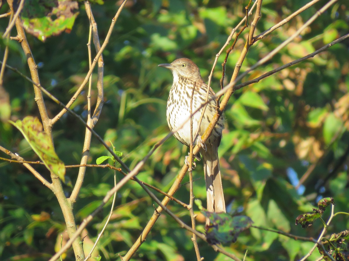 Brown Thrasher - ML643031606