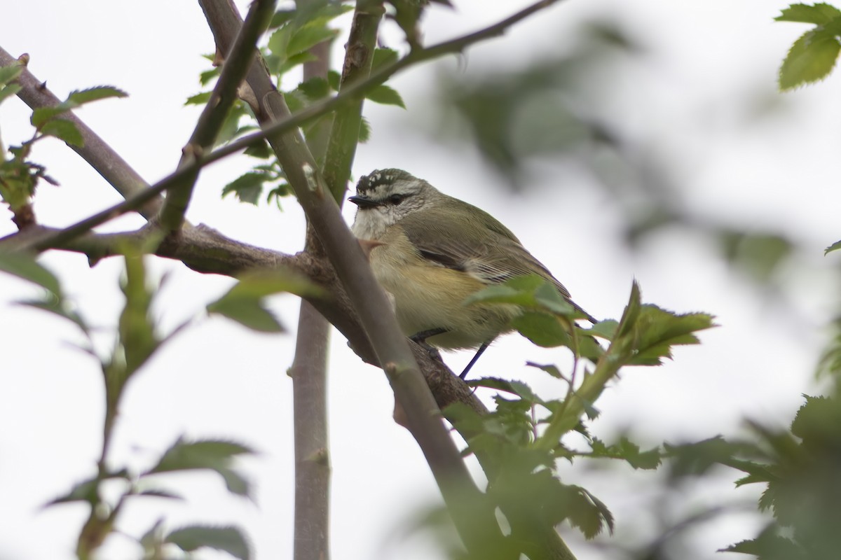 Yellow-rumped Thornbill - ML643031622