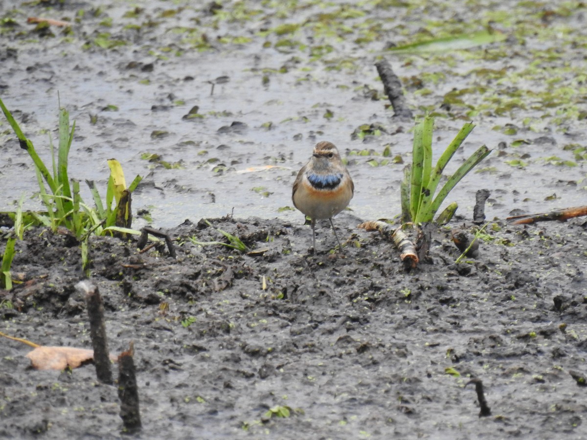Bluethroat - ML643031629