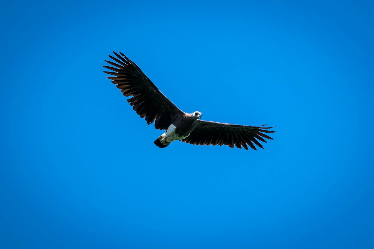 Gray-headed Fish-Eagle - ML643031631