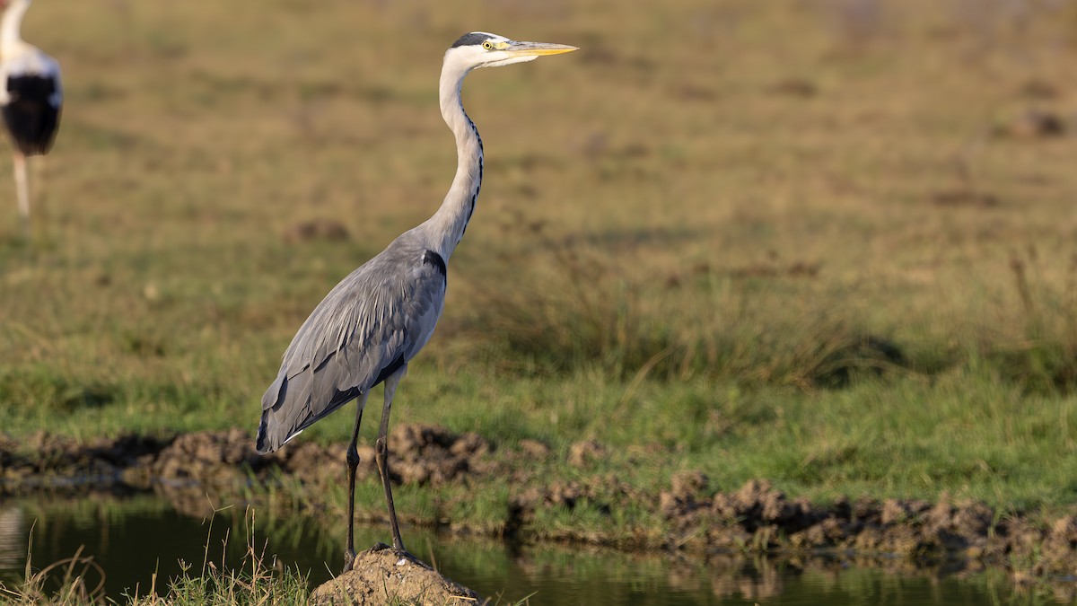 Gray Heron - ML643031632
