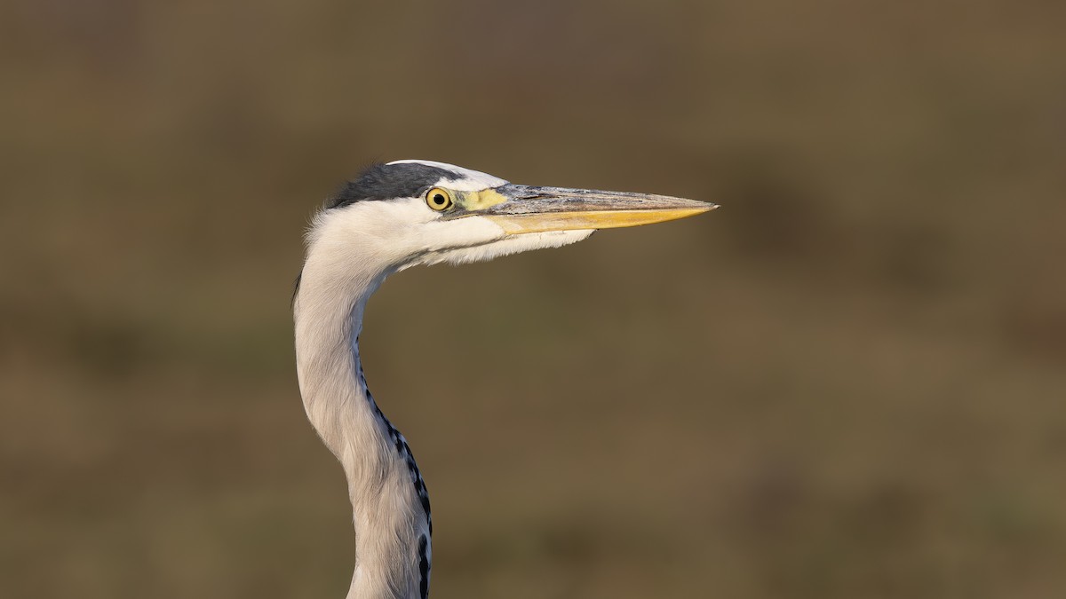 Gray Heron - ML643031633