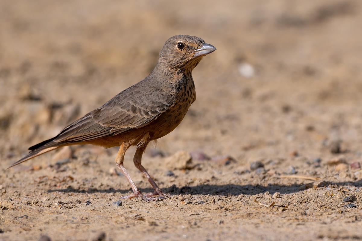 Rufous-tailed Lark - ML643031635