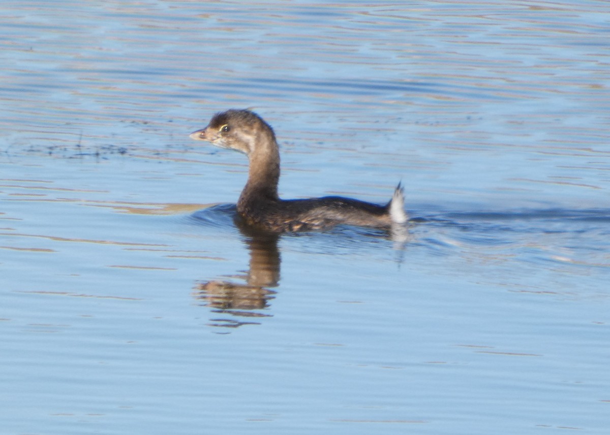 Pied-billed Grebe - ML643031636
