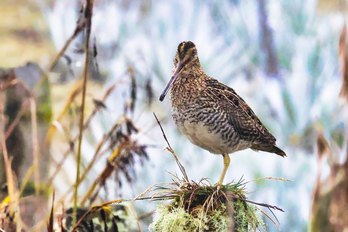 Noble Snipe - ML643031637