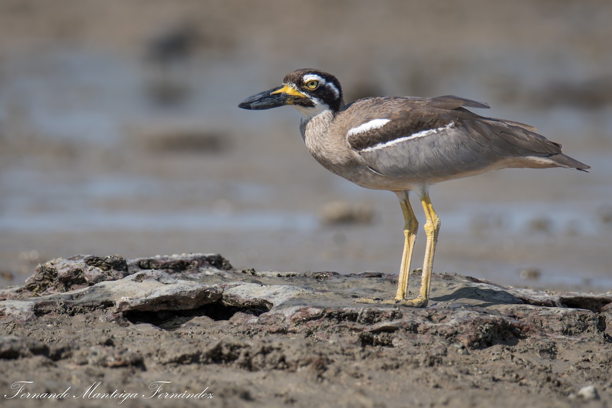 Beach Thick-knee - ML643031638