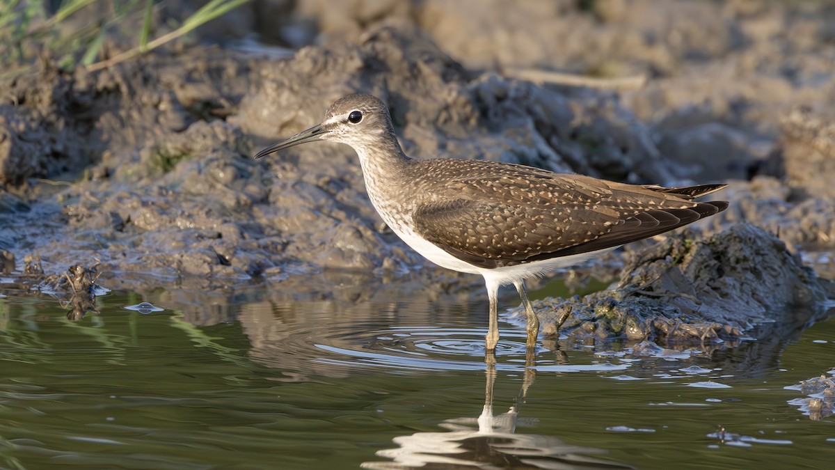 Green Sandpiper - ML643031639