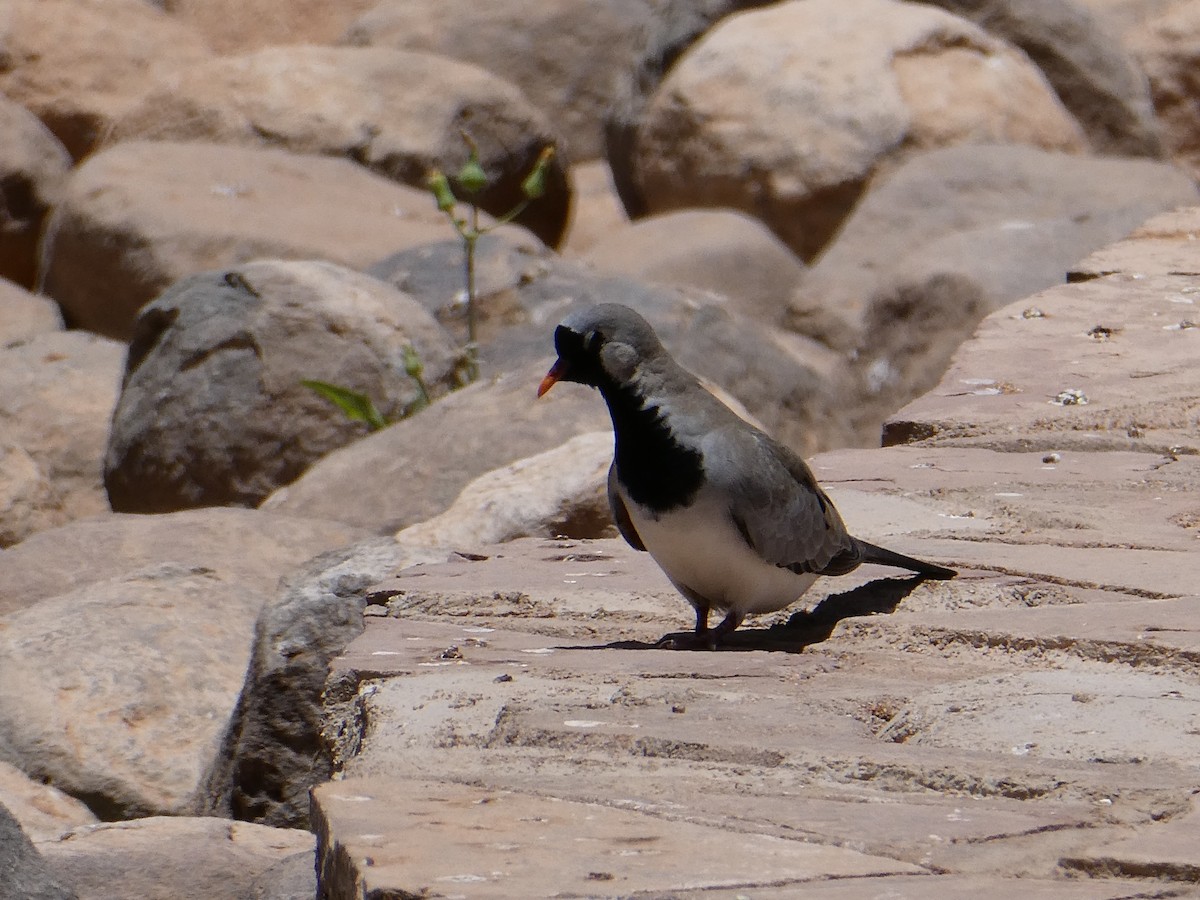 Namaqua Dove - ML643031643