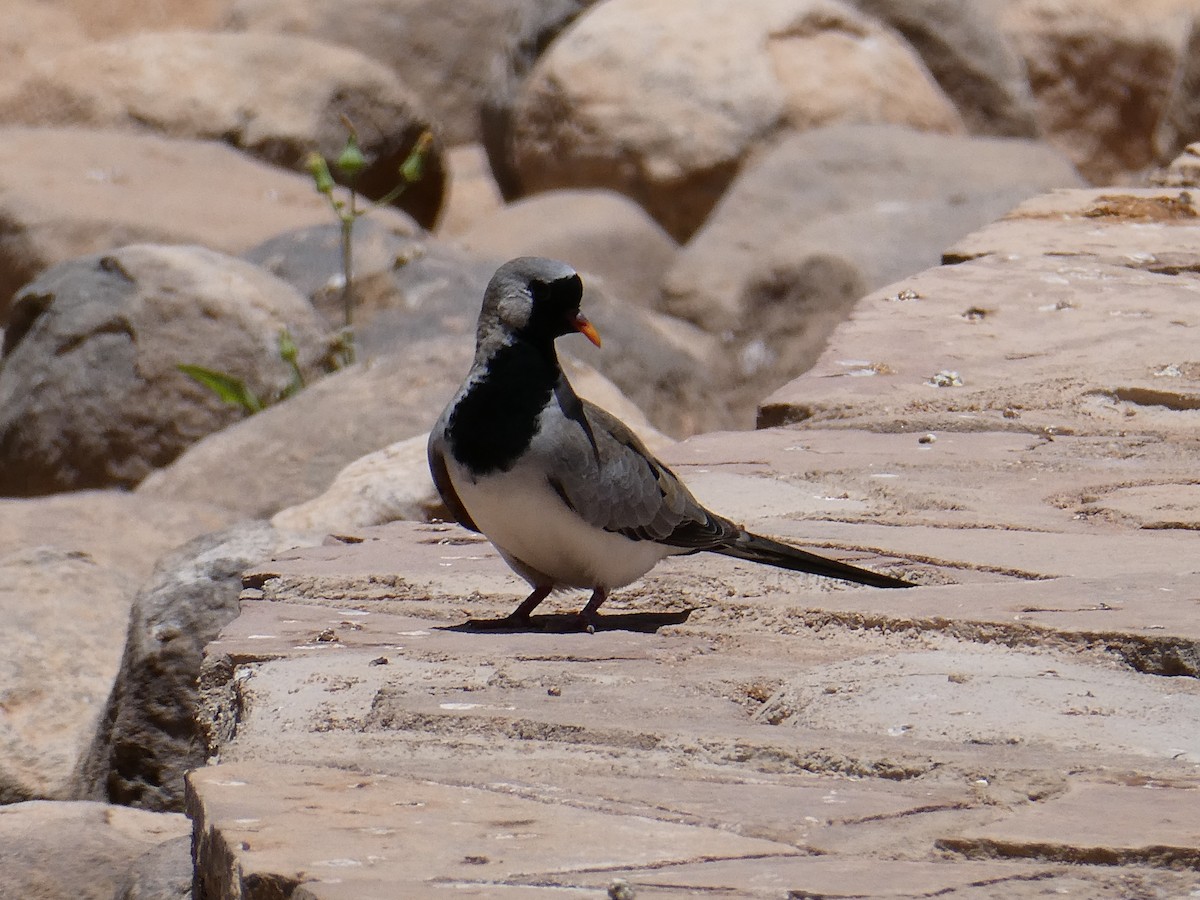 Namaqua Dove - ML643031646