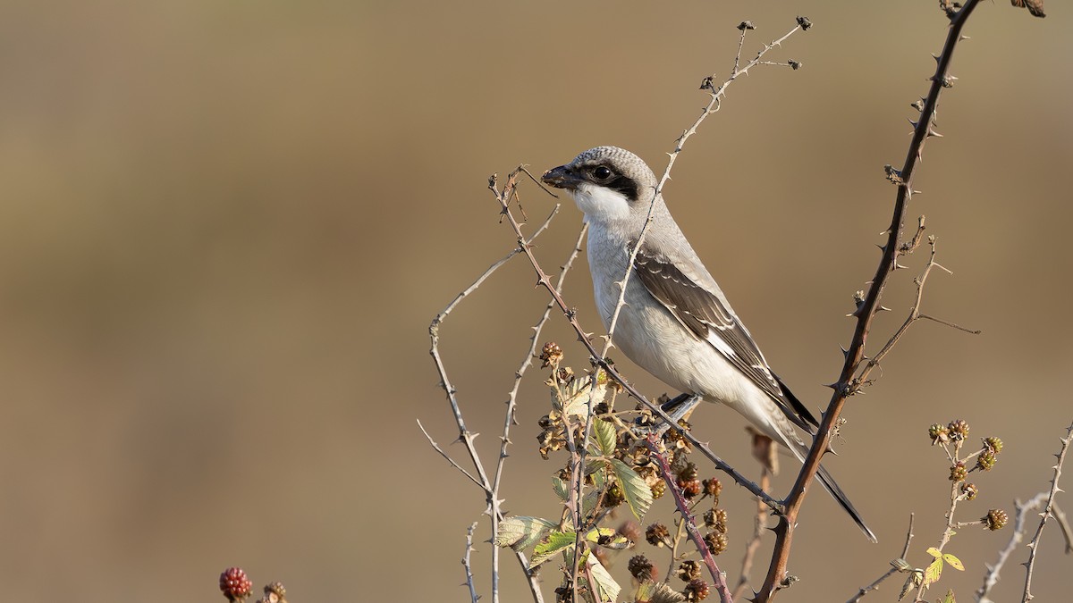 Lesser Gray Shrike - ML643031650