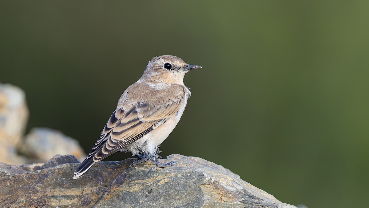 Northern Wheatear - ML643031661