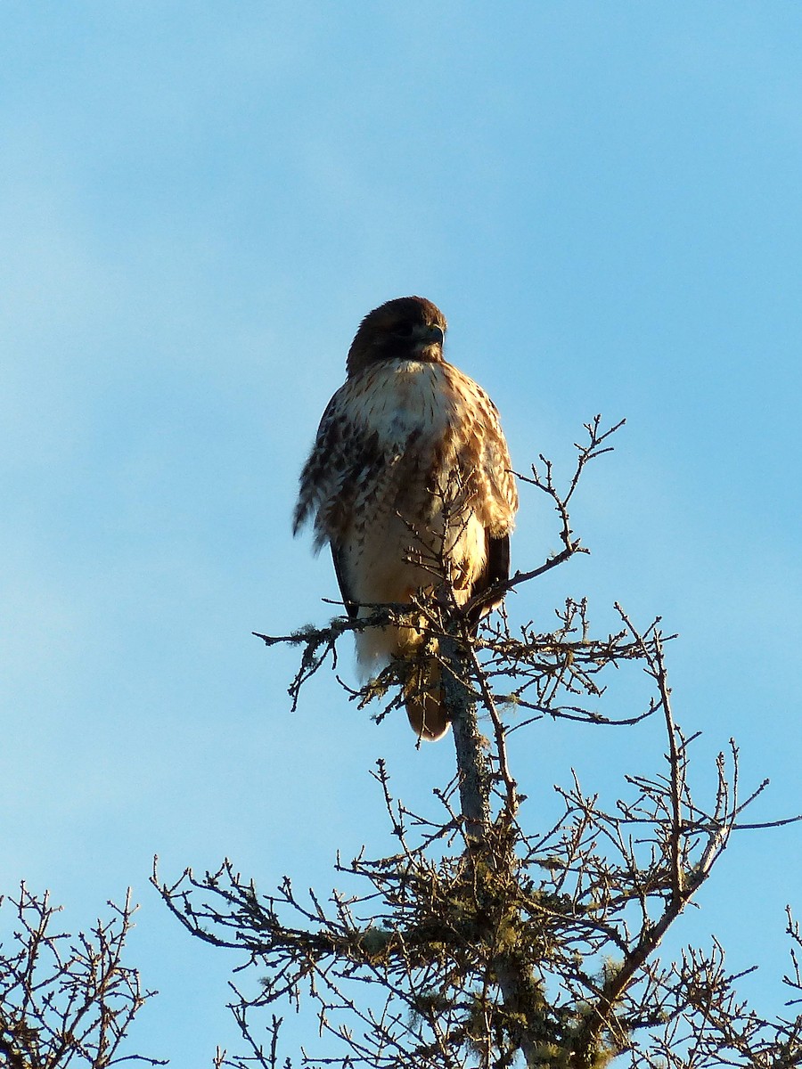 Red-tailed Hawk - ML643031688