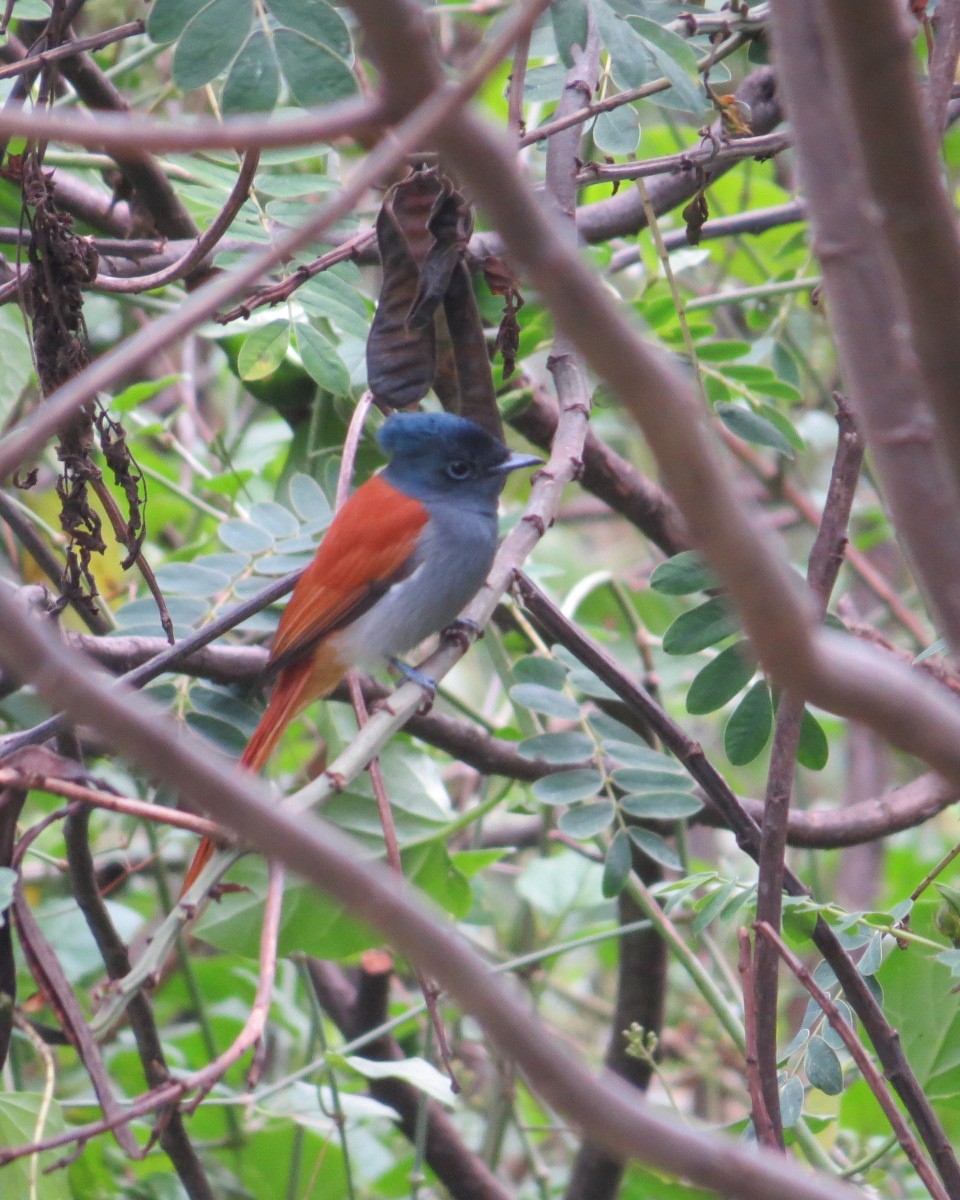 African Paradise-Flycatcher - ML643031697