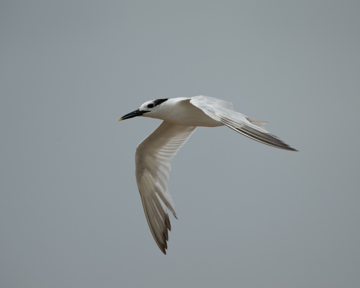 rybák severní (ssp. acuflavidus) - ML643031698