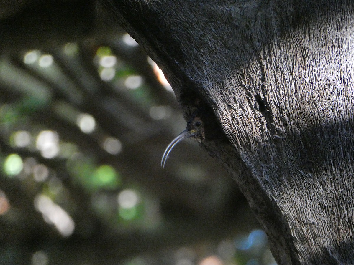 Common Scimitarbill - ML643031699