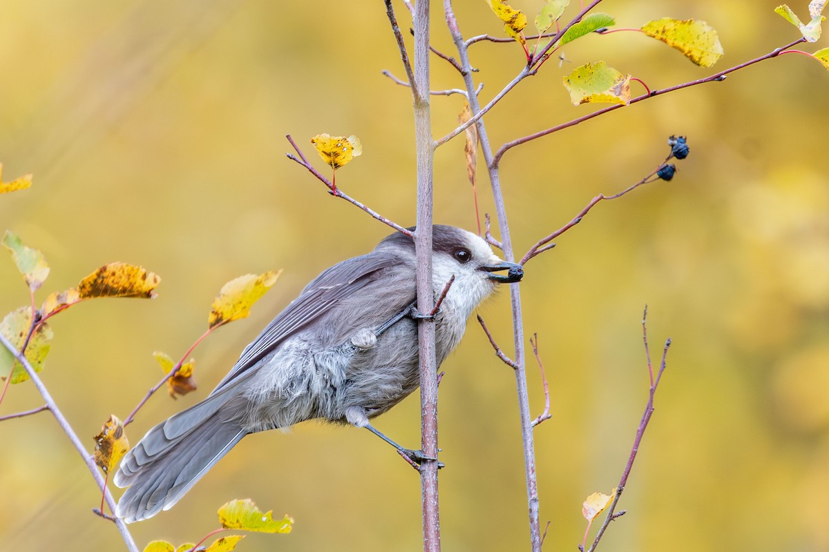 Canada Jay - ML643031702