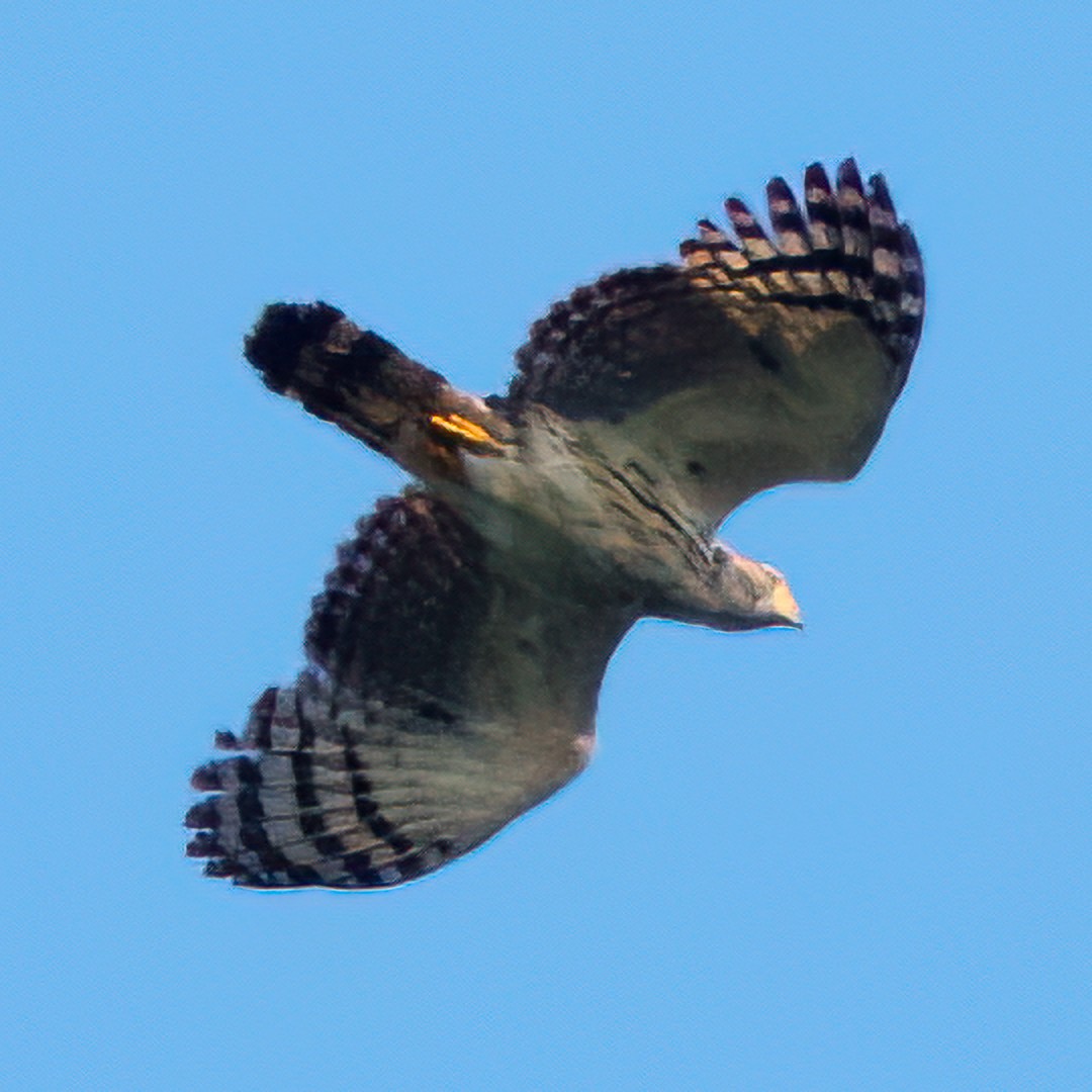 Gray-headed Kite - ML643031714