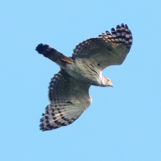 Gray-headed Kite - ML643031716