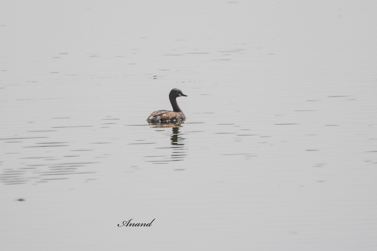 Хурган шунгуур - ML643031740