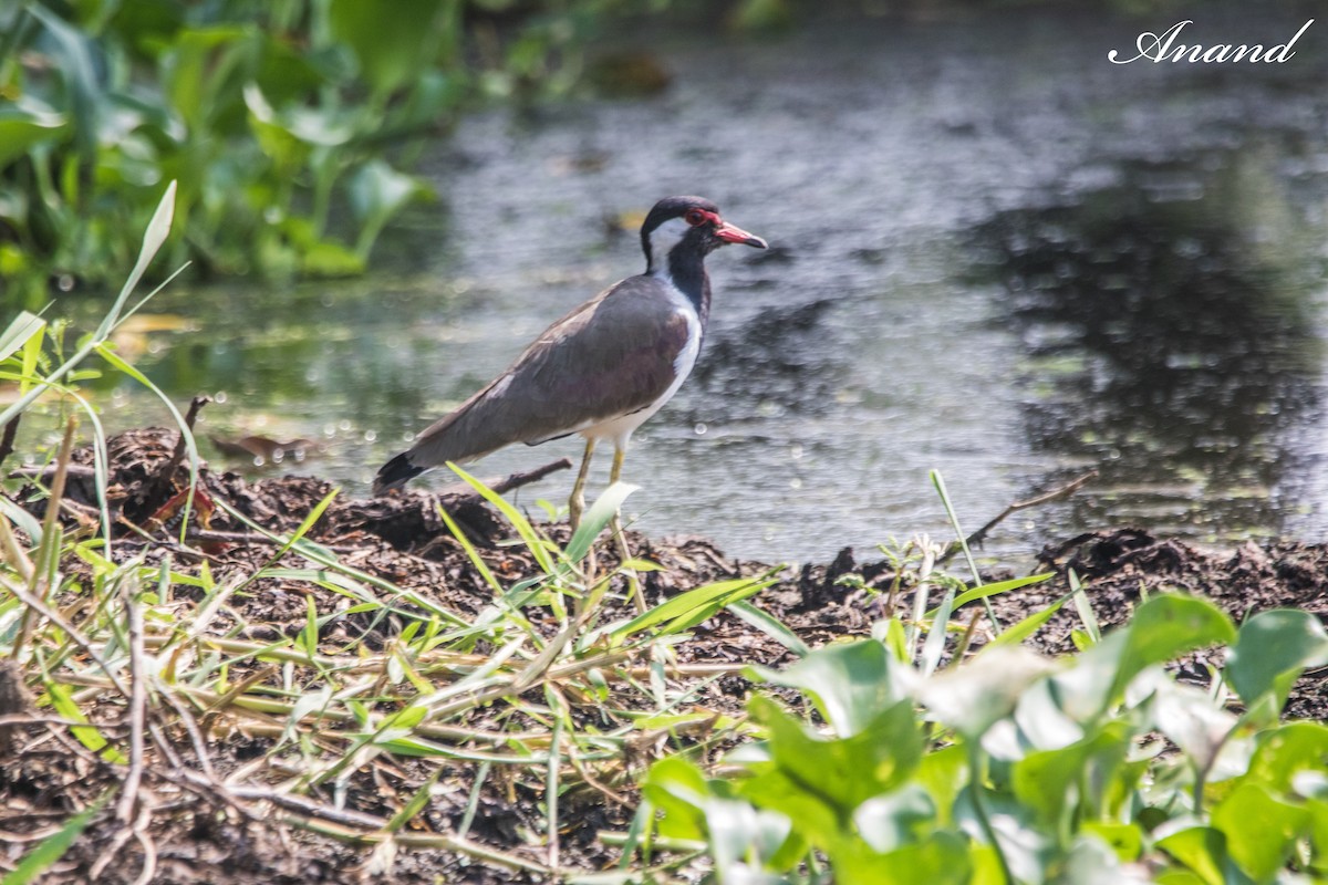 Red-wattled Lapwing - ML643031784