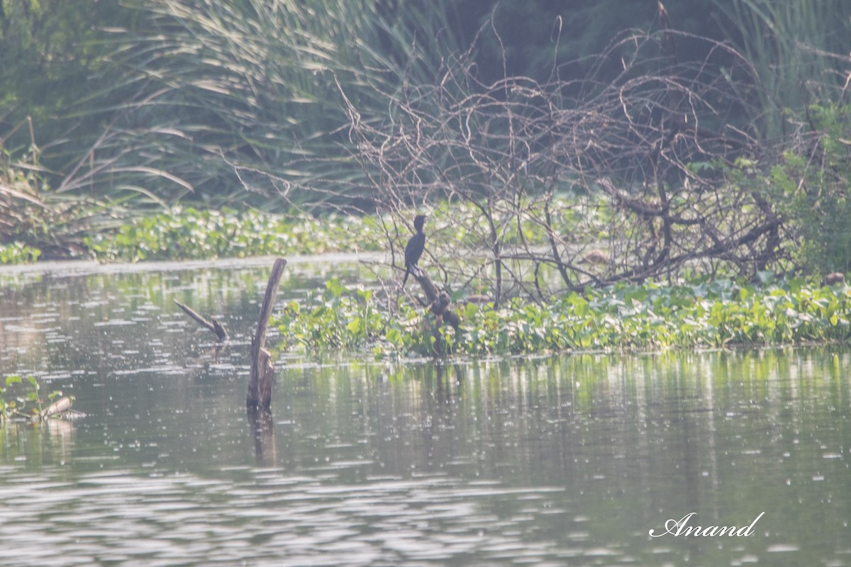 Little Cormorant - ML643031786