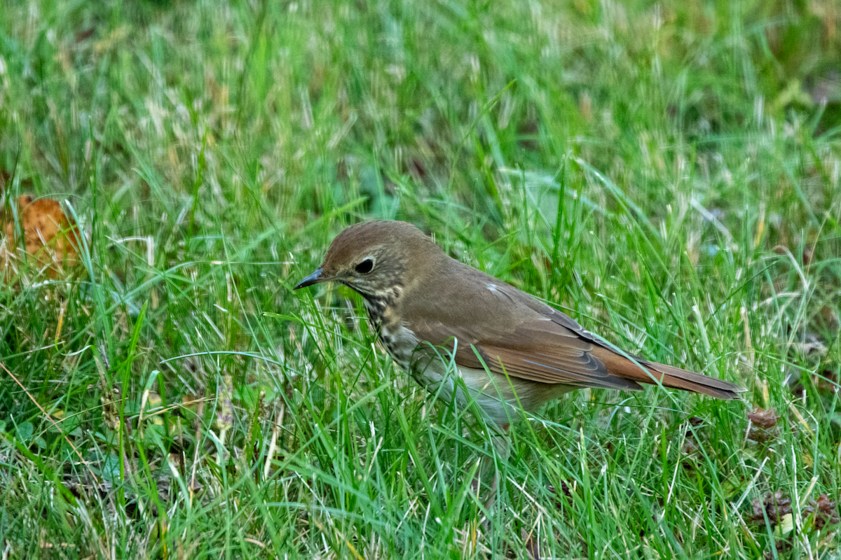 Hermit Thrush - ML643031832