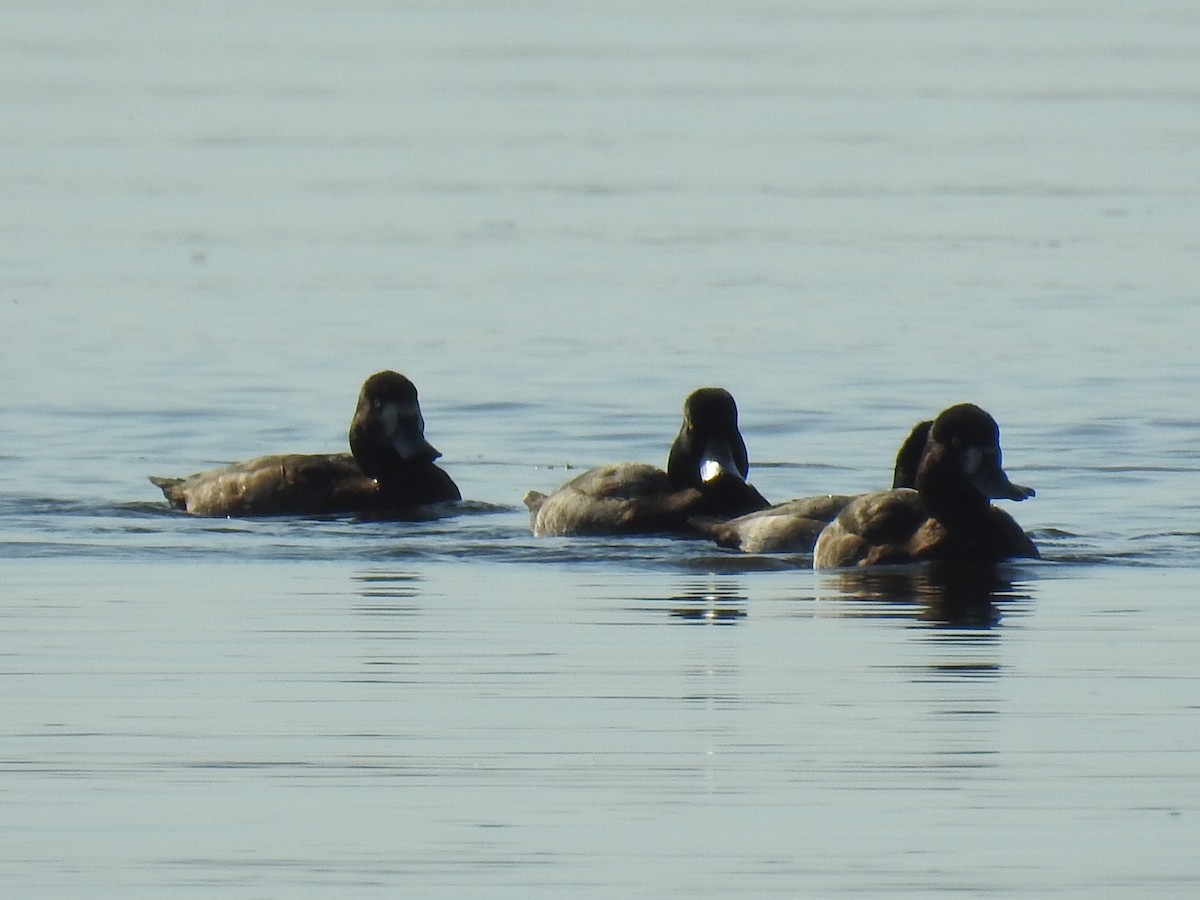 Lesser Scaup - ML643031850