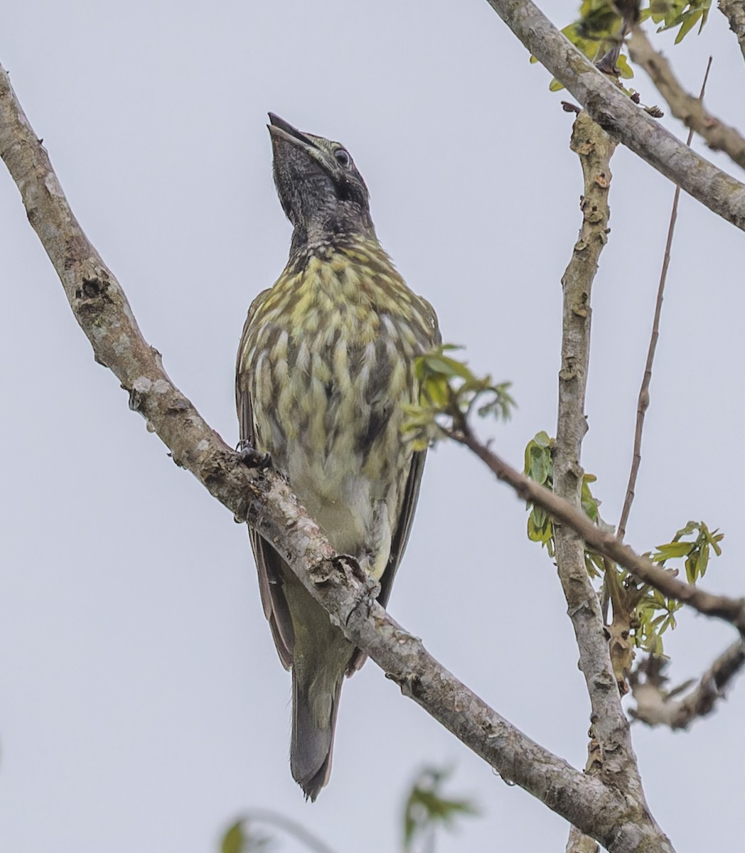 Bare-throated Bellbird - ML643031851