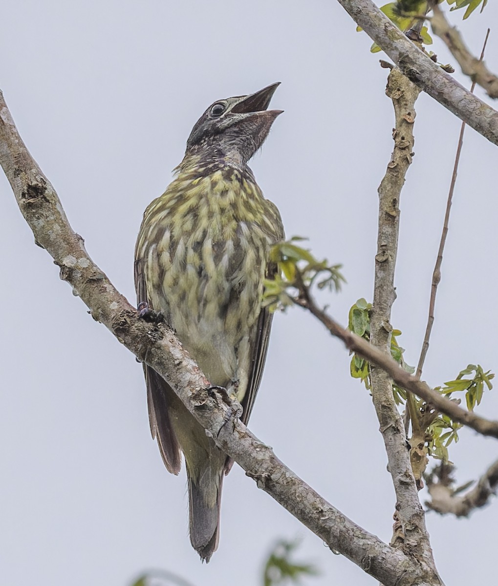 Bare-throated Bellbird - ML643031852