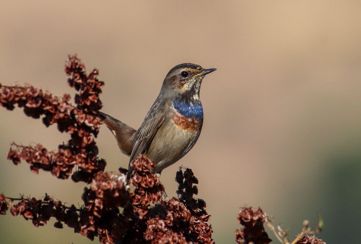 Bluethroat - ML643031853