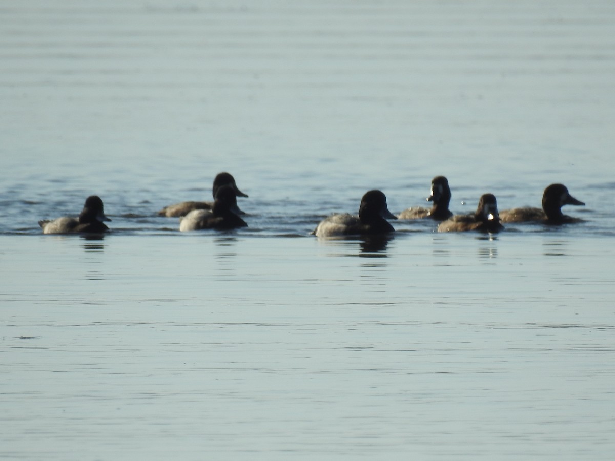 Lesser Scaup - ML643031854